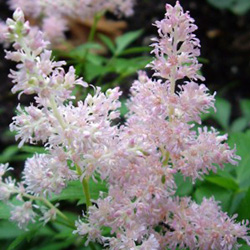 astilbe