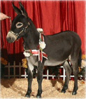 ADMS National Reserve Junior Champion | photo courtesy of Li'l Angels Miniature Donkeys