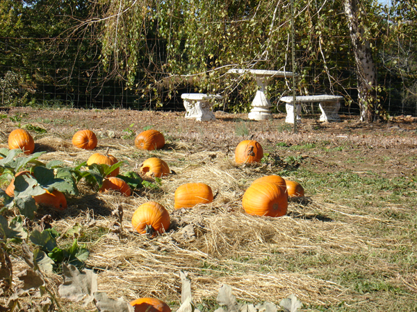 pumpkins