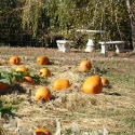 pumpkins